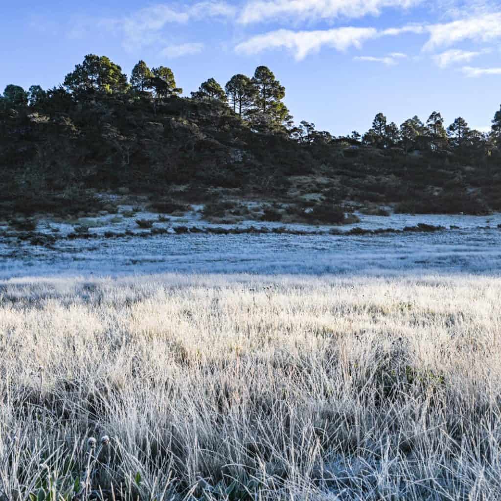 Así lució la llanura de La Capellanía, en Los Cuchumatanes, tras la primera helada de este 2024 (Foto Abel Juárez) – SoyMigrante.com REVISTA