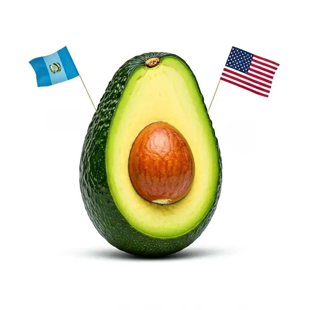Aguacate con semillas y banderas de Guatemala y Estados Unidos, símbolo de migración y comunidad latina. – SoyMigrante.com REVISTA