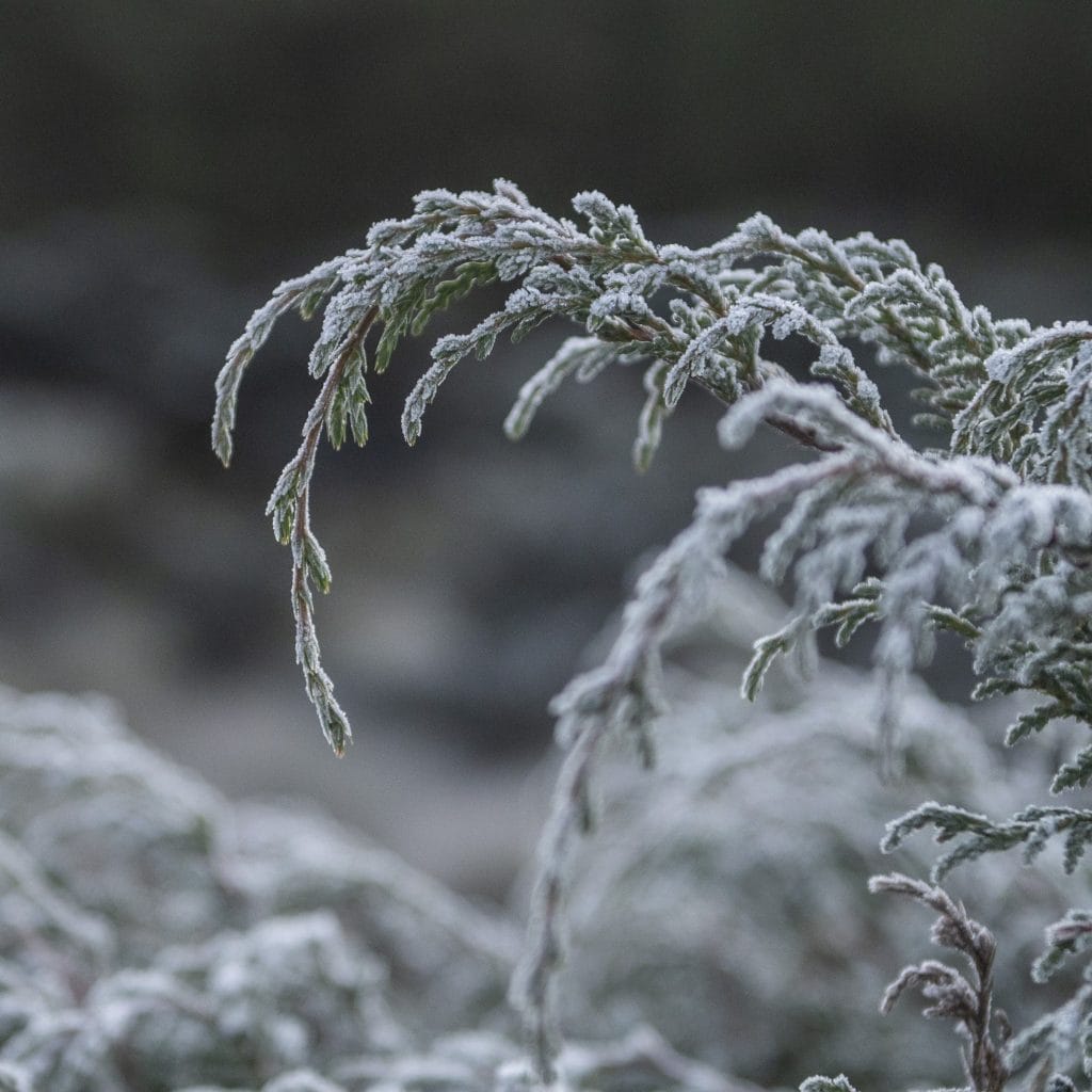 Hojas de arbusto cubiertas de escarcha en un paisaje invernal, resaltando la belleza natural del invierno y la migración. Imagen evocadora que conecta con temas de cambio, naturaleza y migración.