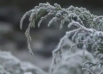 Hojas de arbusto cubiertas de escarcha en un paisaje invernal, resaltando la belleza natural del invierno y la migración. Imagen evocadora que conecta con temas de cambio, naturaleza y migración.