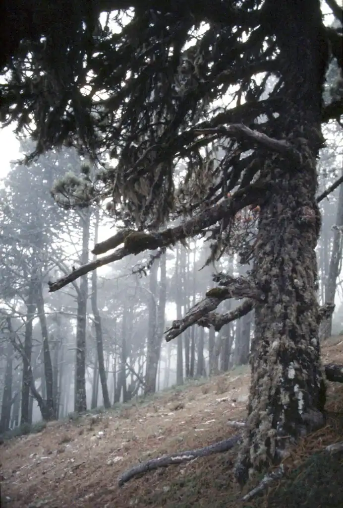 Anciano árbol en bosque de pinos con niebla, naturaleza selvática, paisaje forestal, ecosistema natural, flora silvestre, ambiente húmedo, biodiversidad, entorno sereno y misterioso, bosque en invierno, vegetación frondosa. – SoyMigrante.com REVISTA