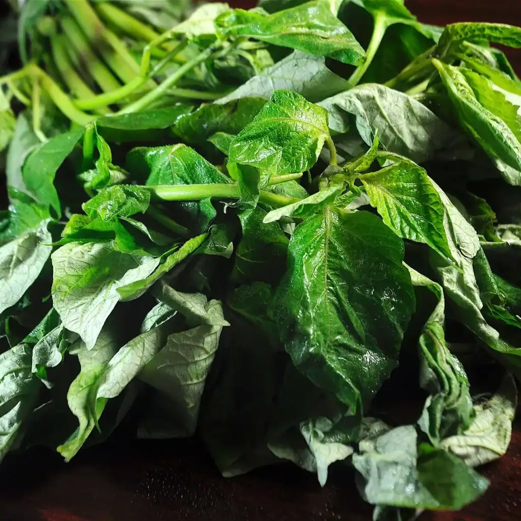 macuy – SoyMigrante.com REVISTA Hojas verdes frescas de espinaca, alimento saludable y nutritivo, ideal para dietas vegetarianas y veganismo, destacándose en recetas de cocina saludable y consumo en hogares y restaurantes.
