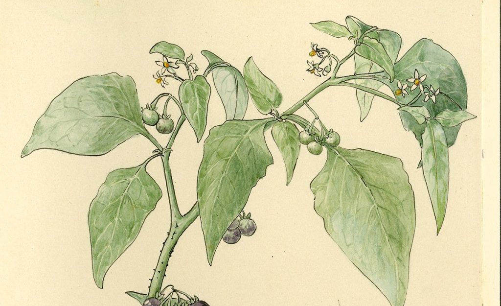 Dibujo botánico del Macuyo o Quilete, cuyo nombre científico es Solanum Americanum – SoyMigrante.com REVISTA Dibujo botánico del Macuyo o Quilete, cuyo nombre científico es Solanum Americanum – SoyMigrante.com REVISTA