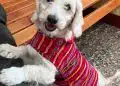 Perro joven con pelaje claro y camiseta a rayas roja, sentado en banco de madera, expresión amigable y feliz. – SoyMigrante.com REVISTA
