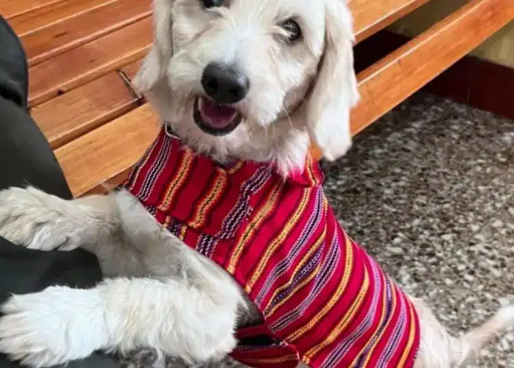 Perro joven con pelaje claro y camiseta a rayas roja, sentado en banco de madera, expresión amigable y feliz.