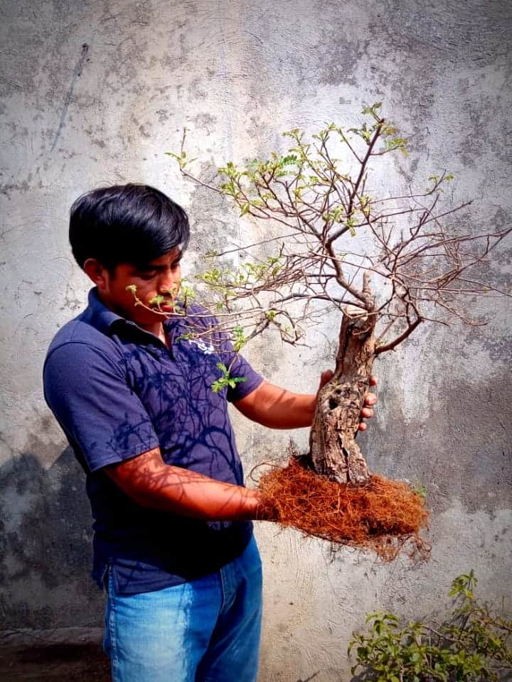 El arte del bonsái la pasión que cultiva Jeconias Guzmán – SoyMigrante.com REVISTA