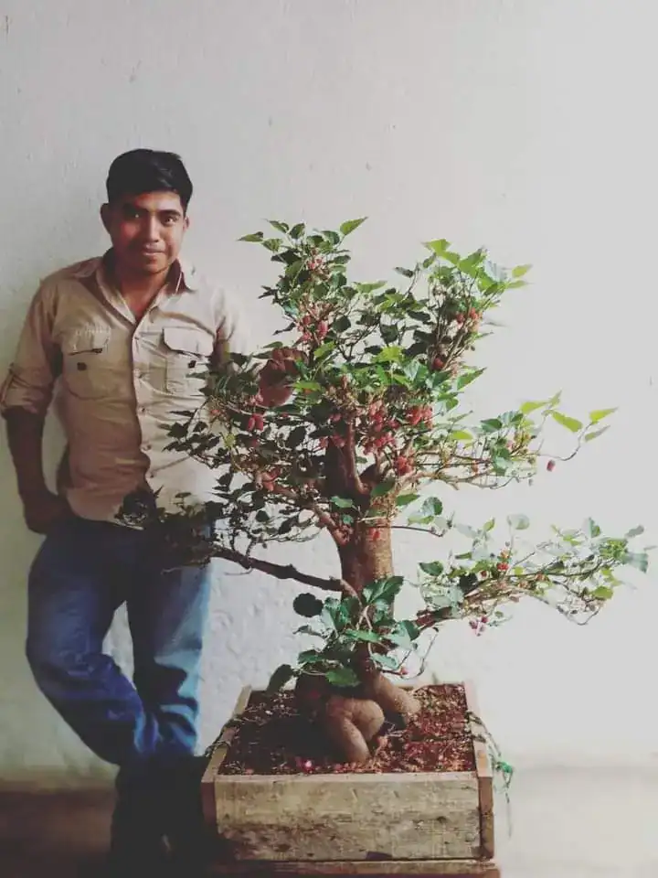 El arte del bonsái la pasión que cultiva Jeconias Guzmán – SoyMigrante.com REVISTA