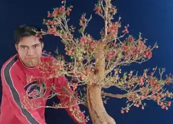 El arte del bonsái: la pasión que cultiva Jeconias Guzmán