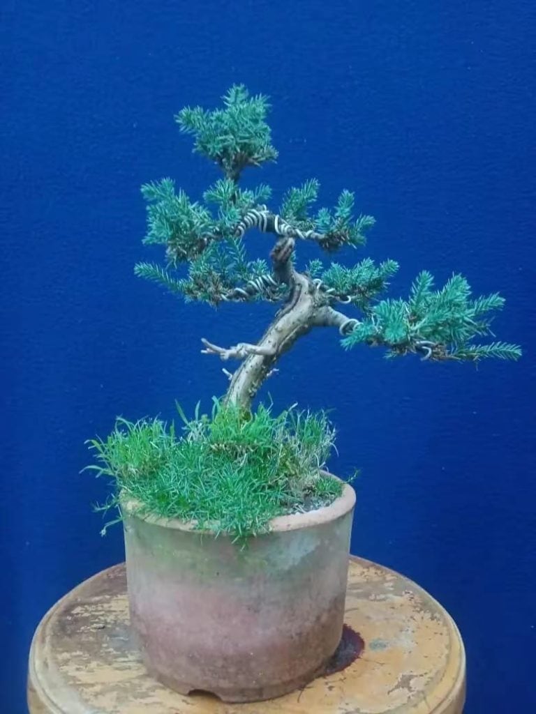 El arte del bonsái la pasión que cultiva Jeconias Guzmán – SoyMigrante.com REVISTA