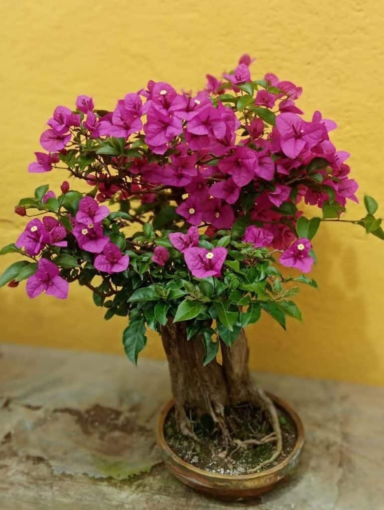 El arte del bonsái la pasión que cultiva Jeconias Guzmán – SoyMigrante.com REVISTA