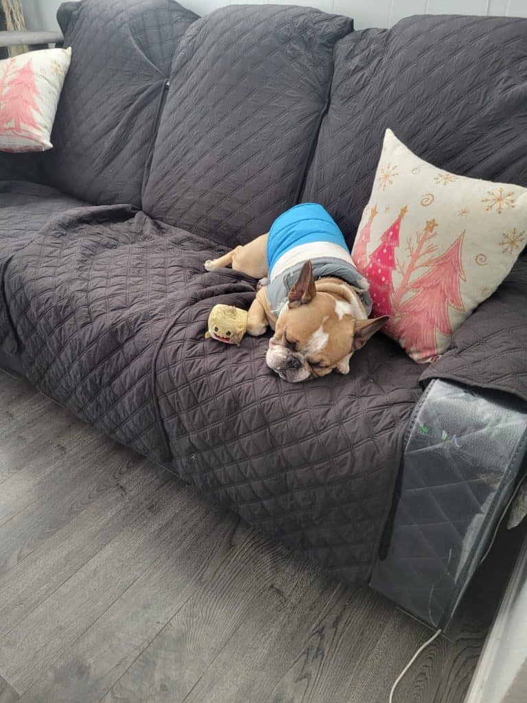 El perrito de Iris, que por ahora está albergado en otra casa pero espera que pronto lo pueda tener de nuevo