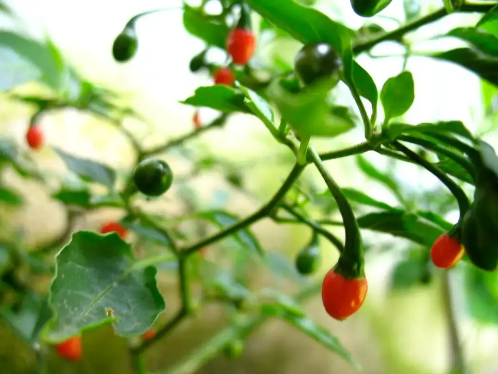 Chiltepe