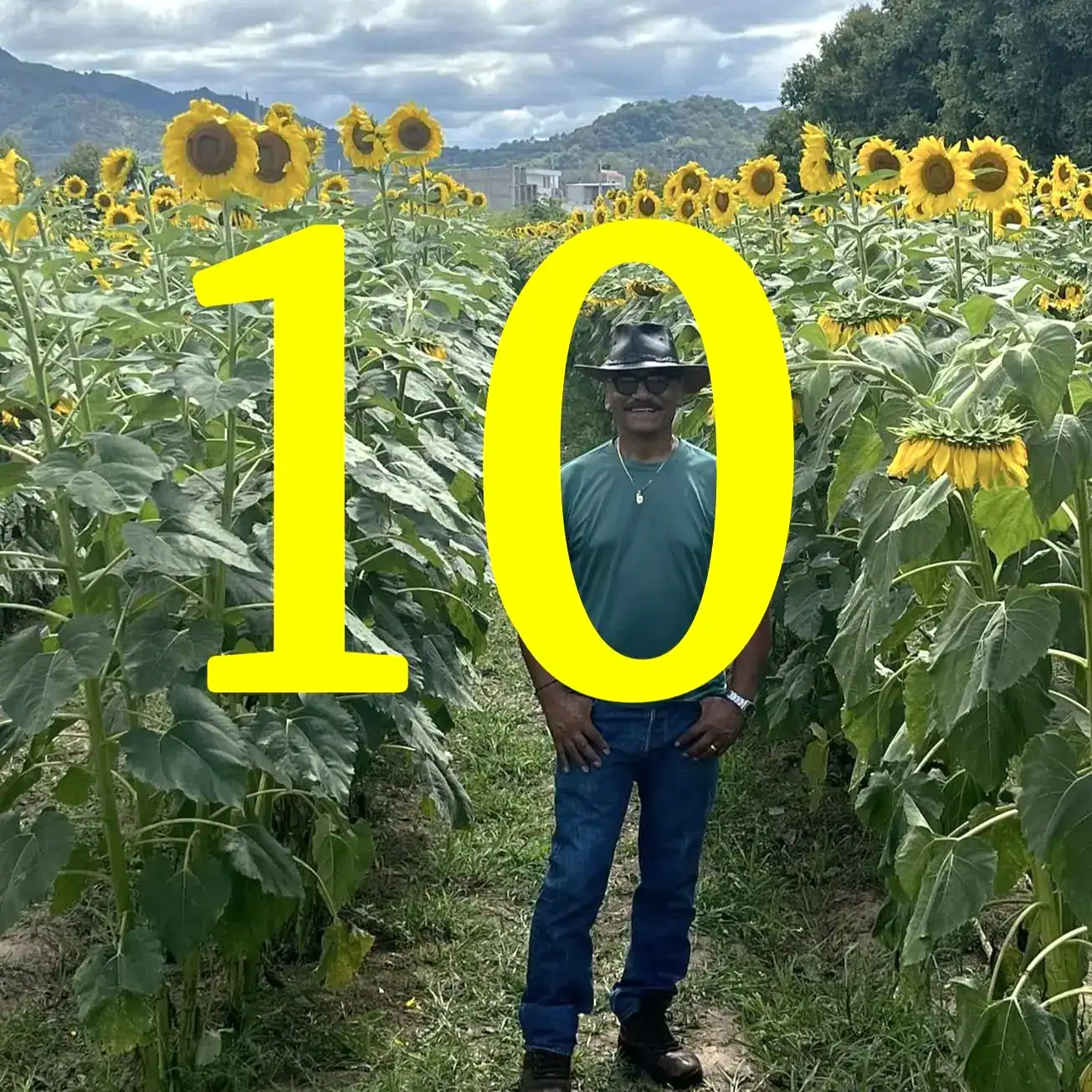 Campos de girasoles en México, cultura migrante y trabajo agrícola en América Latina.