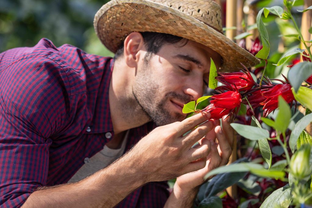 rosa de jamaica 4 – SoyMigrante.com REVISTA – SoyMigrante.com REVISTA