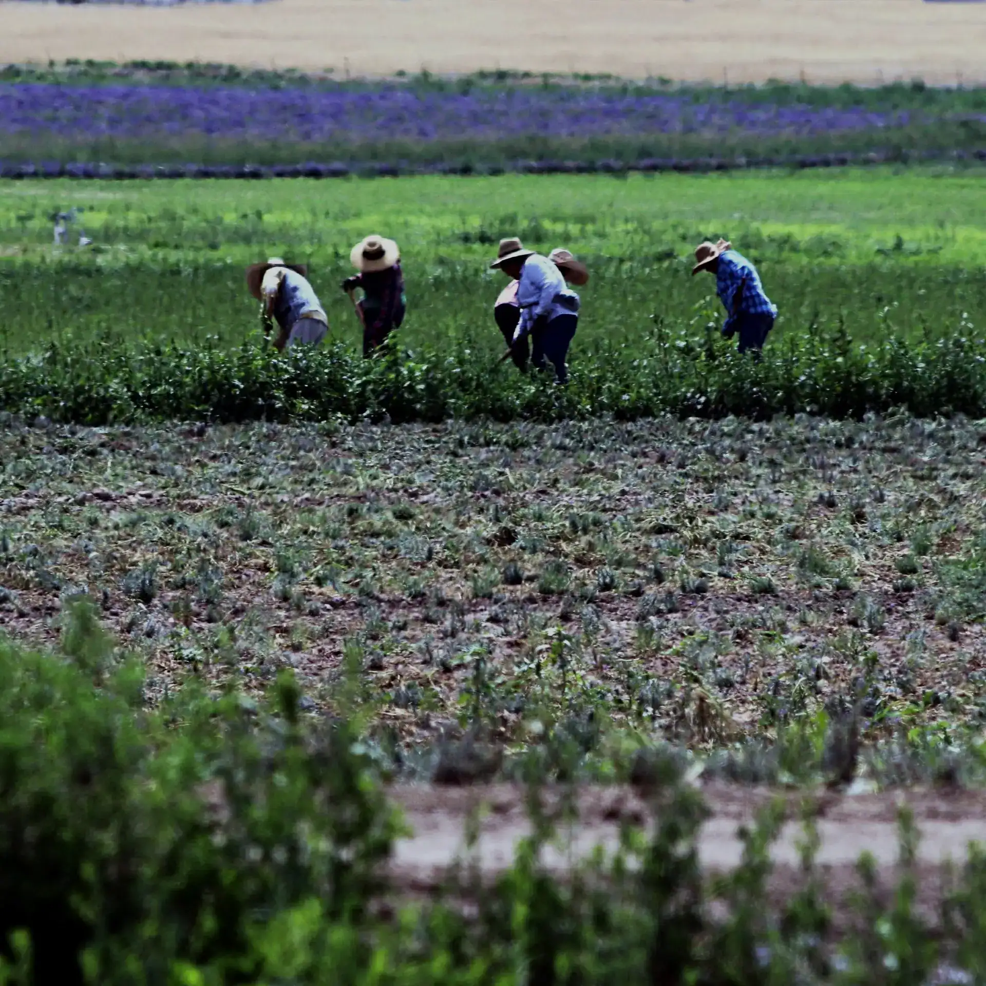 Trabajadores agrícolas en un campo, representando temas de migración y trabajo en el campo, en el contexto de la revista SoyMigrante.com.