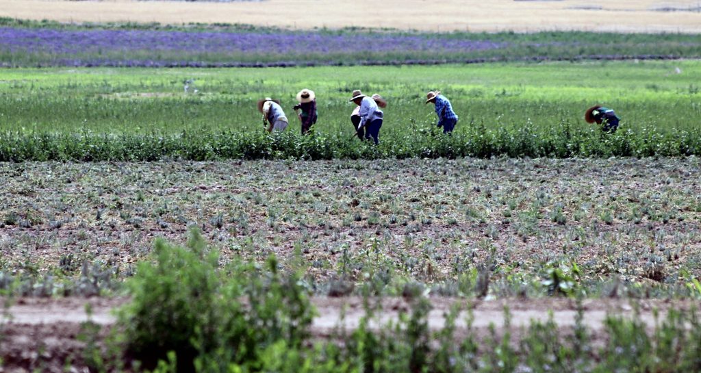 trabajo migrantes 2 – SoyMigrante.com REVISTA – SoyMigrante.com REVISTA