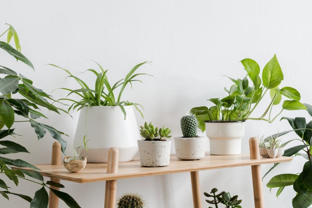 Plantas en macetas blancas decorativas, interior moderno, estilo minimalista, ambiente natural y fresco. – SoyMigrante.com REVISTA