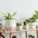 Plantas en macetas blancas decorativas, interior moderno, estilo minimalista, ambiente natural y fresco.