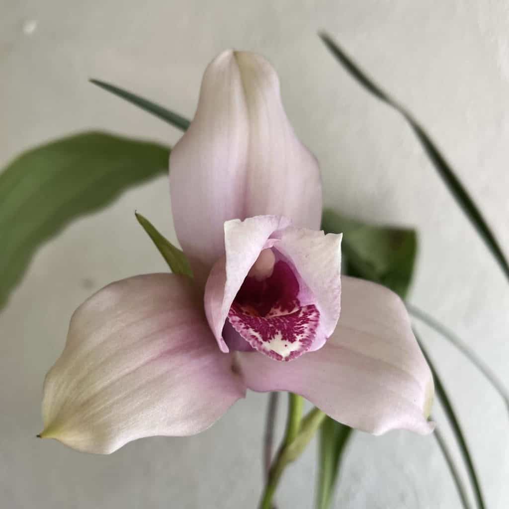 Siete orquídeas guatemaltecas que destacan por su belleza