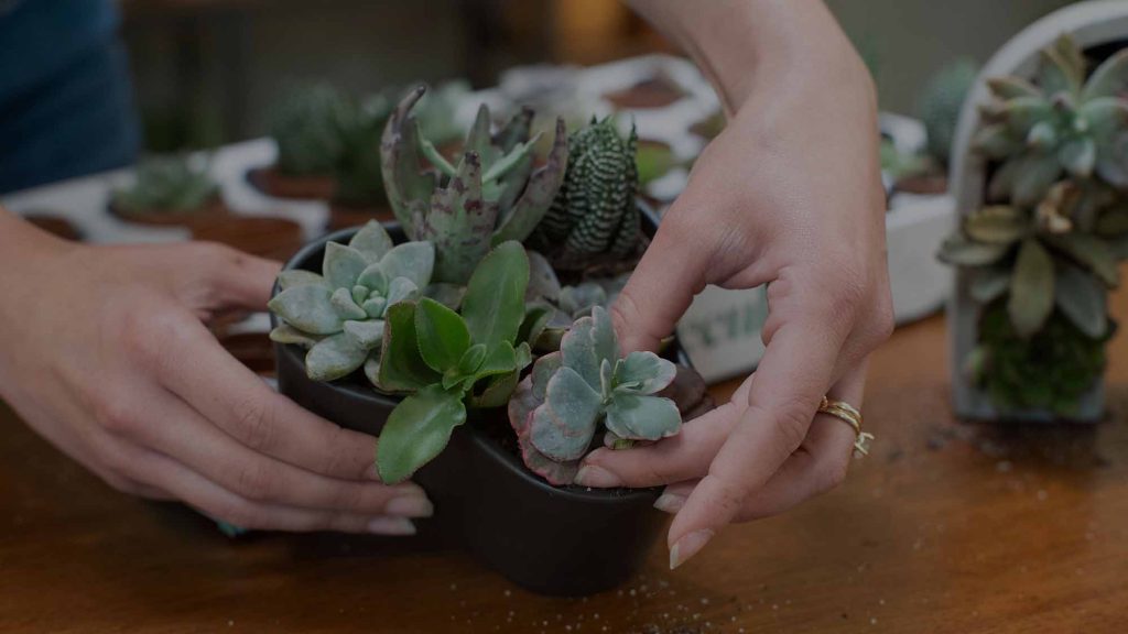 Plantas de compañía: bienestar en tu espacio personal – SoyMigrante.com REVISTA