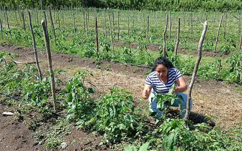 En varias regiones del país, como Poptún, Petén, hay zonas de cultivo de chile jalapeño. – SoyMigrante.com REVISTA En varias regiones del país, como Poptún, Petén, hay zonas de cultivo de chile jalapeño. – SoyMigrante.com REVISTA