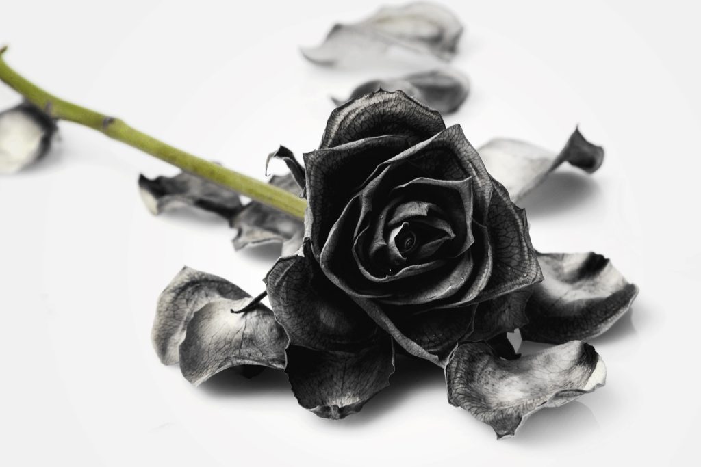 Aunque la rosa negra no es tan común para obsequiar es un tono muy elegante. Foto: Envato