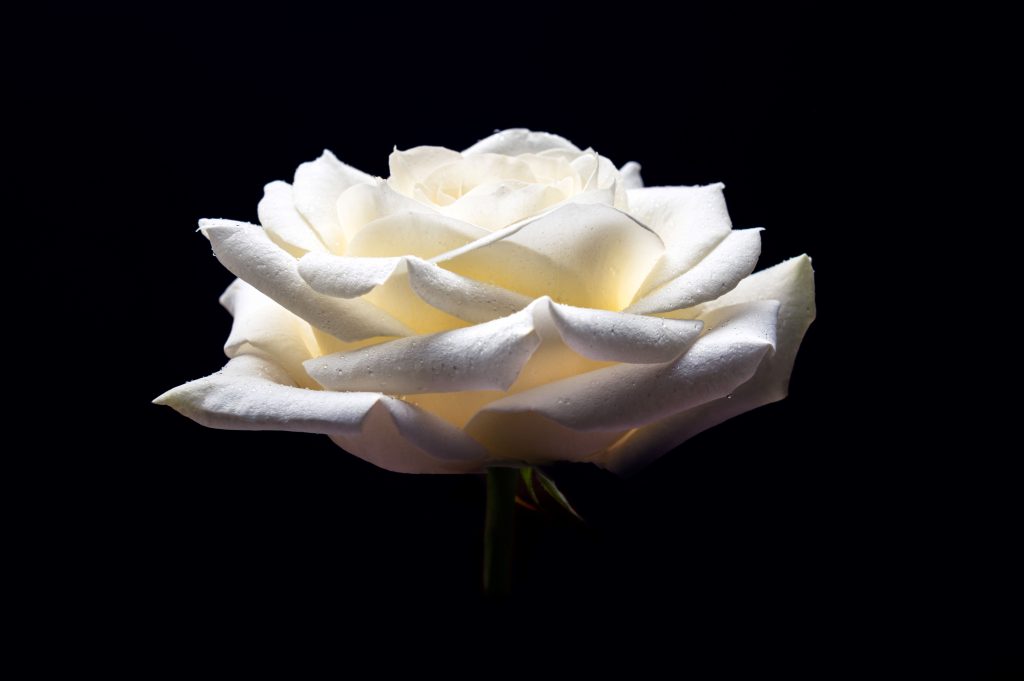 La rosa blanca es por excelencia utilizada en ceremonias esprituales. Foto: Envato