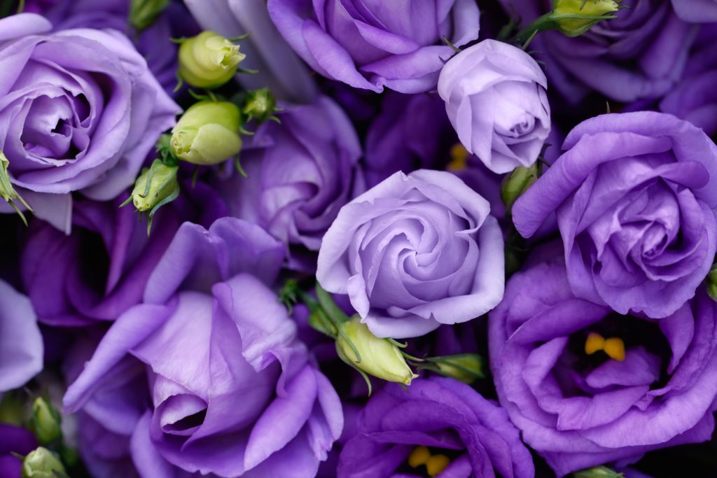 El morado en la rosa no puede faltar para regalar ese detalle especial. Foto: Envato