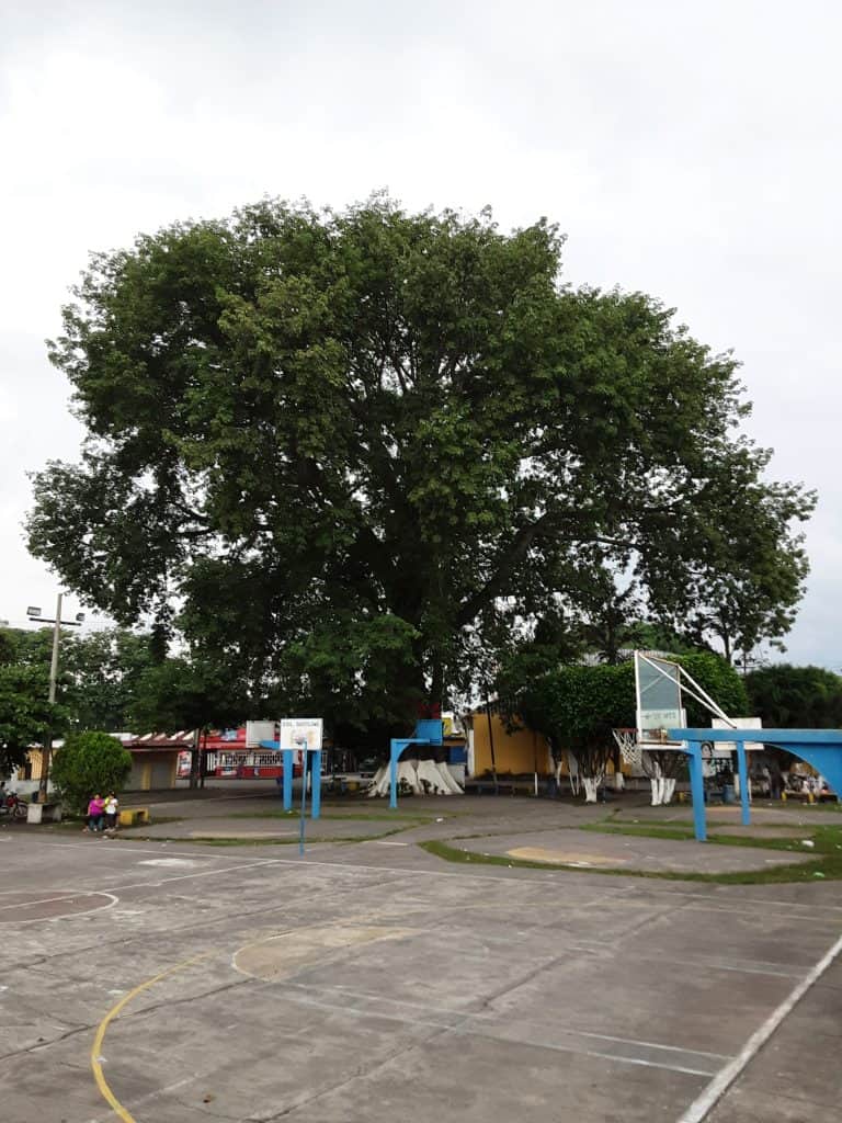 CEIBA TIQUISATE – SoyMigrante.com REVISTA