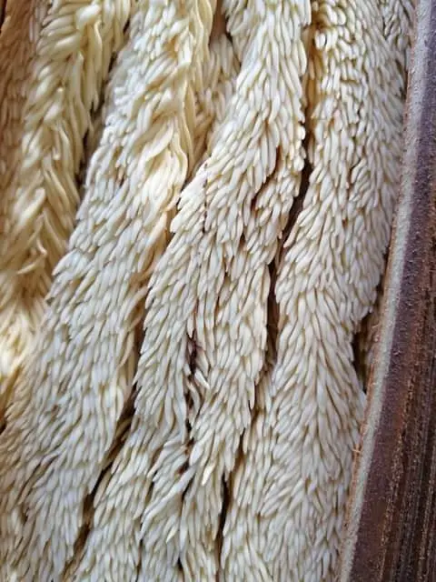 El corozo: aroma y tradición de Semana Santa en Guatemala – SoyMigrante.com REVISTA El corozo: aroma y tradición de Semana Santa en Guatemala – SoyMigrante.com REVISTA