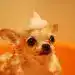 Perro pequeño con crema en la cabeza, en un ambiente cálido y colorido, en el contexto de la revista SoyMigrante.com REVISTA.
