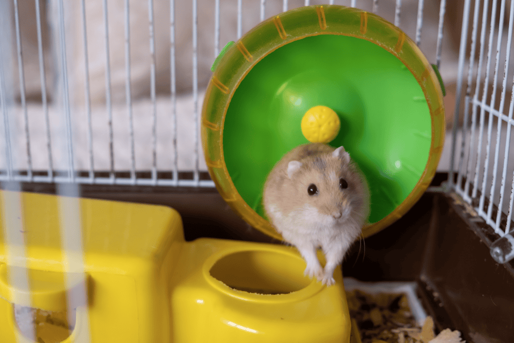 ¿Es una buena idea tener un hámster como mascota? – SoyMigrante.com REVISTA