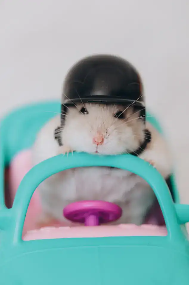 ¿Es una buena idea tener un hámster como mascota? – SoyMigrante.com REVISTA