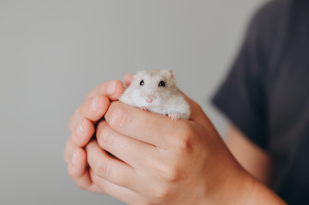 ¿Es una buena idea tener un hámster como mascota? – SoyMigrante.com REVISTA