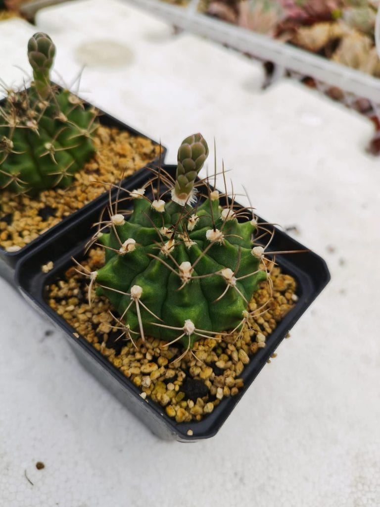 Luis Alberto Choc y su pasión por las suculentas está en MERCADO – SoyMigrante.com REVISTA