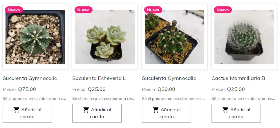 Luis Alberto Choc y su pasión por las suculentas está en MERCADO – SoyMigrante.com REVISTA