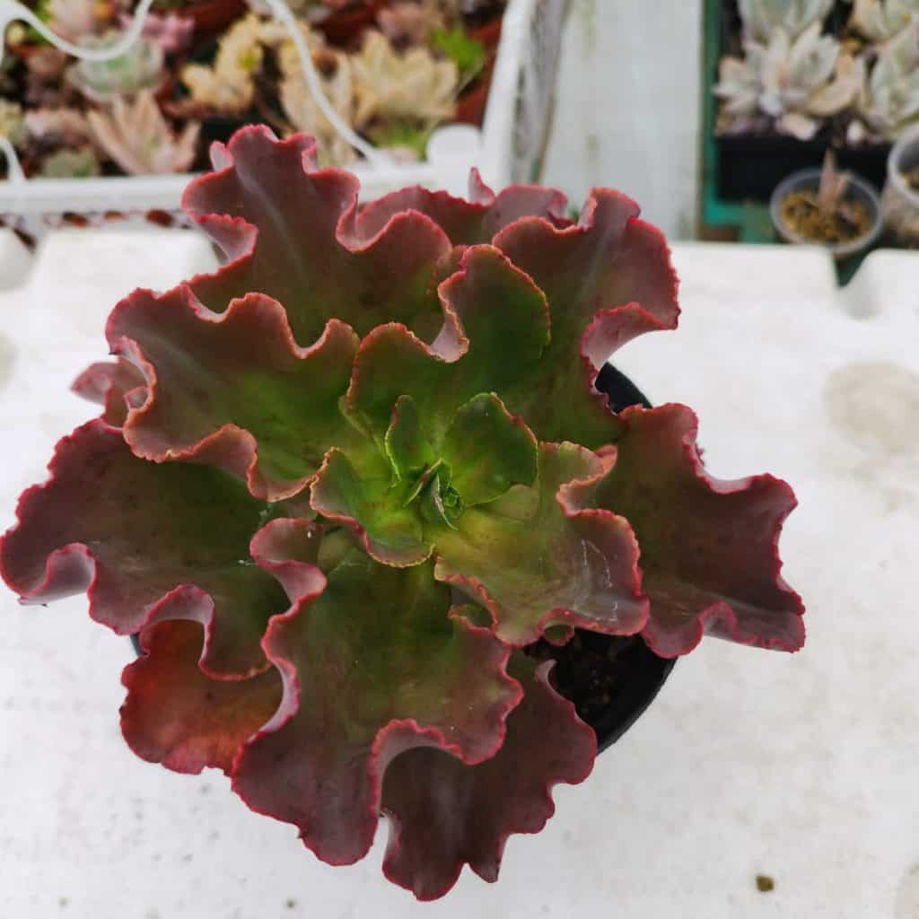 Luis Alberto Choc y su pasión por las suculentas está en MERCADO – SoyMigrante.com REVISTA