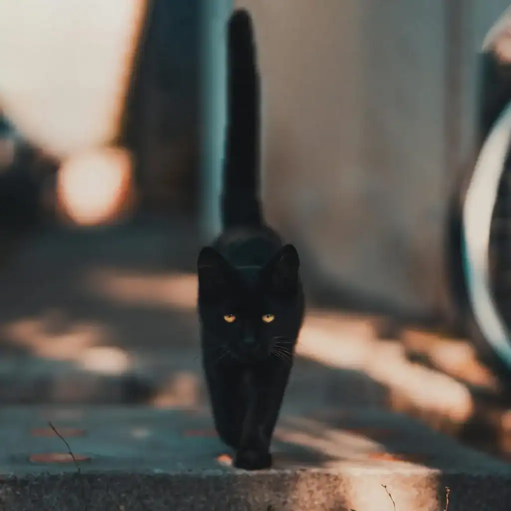 ¿Por qué a mucha gente no le gustan los gatos?