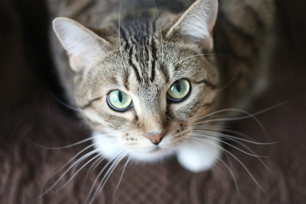Por qué a mucha gente no le gustan los gatos – SoyMigrante.com REVISTA