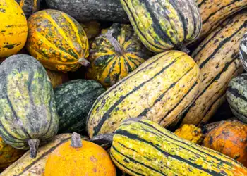 ayote para nota de ayote en dulce – SoyMigrante.com REVISTA Zucchinis y calabazas de diferentes variedades y colores en una cosecha de otoño.