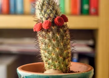 cactus en casa