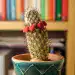 Un cactus en maceta con flores rojas en un fondo de estantería con libros coloridos.