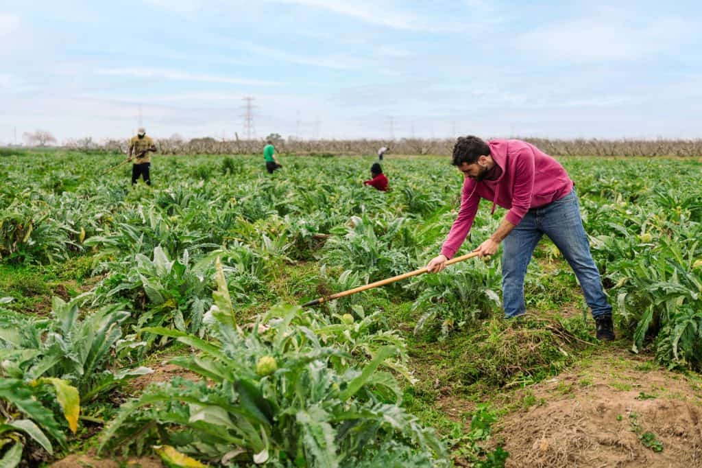 Trabajo en campo agrícola con inmigrantes, cultivando verduras y hortalizas en un entorno rural para promover la integración y la suerte laboral de la comunidad migrante.