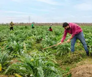 Trabajo en campo agrícola con inmigrantes, cultivando verduras y hortalizas en un entorno rural para promover la integración y la suerte laboral de la comunidad migrante.
