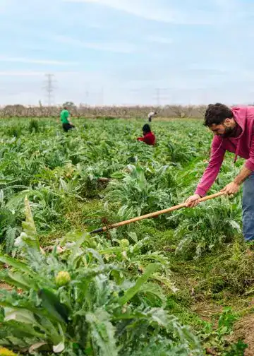 Trabajo en campo agrícola con inmigrantes, cultivando verduras y hortalizas en un entorno rural para promover la integración y la suerte laboral de la comunidad migrante. – SoyMigrante.com REVISTA