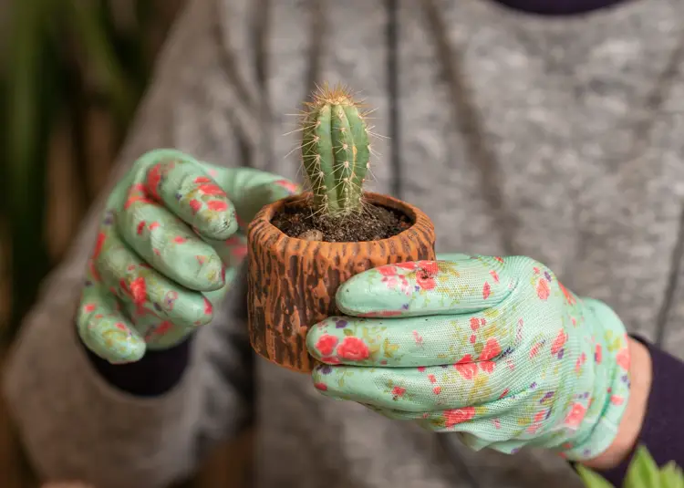 Para sembrar y cuidar los cactus es recomendable siempre usar guantes resistentes. – SoyMigrante.com REVISTA Para sembrar y cuidar los cactus es recomendable siempre usar guantes resistentes. – SoyMigrante.com REVISTA