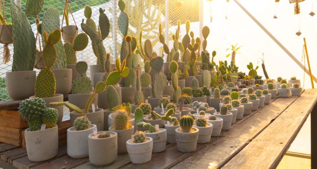 Las dimensiones que alcanza un cactus de interior se pueden controlar mediante el trasplante y el tamaño de la maceta – SoyMigrante.com REVISTA Las dimensiones que alcanza un cactus de interior se pueden controlar mediante el trasplante y el tamaño de la maceta – SoyMigrante.com REVISTA