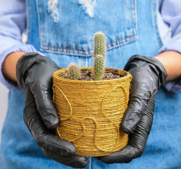 Las naturaleza espinosa de los cactus siempre despierta fascinación. – SoyMigrante.com REVISTA Las naturaleza espinosa de los cactus siempre despierta fascinación. – SoyMigrante.com REVISTA