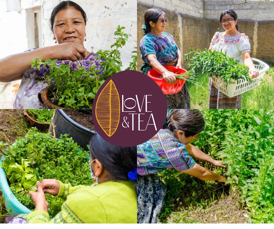 Desde la preparación y abonado natural del suelo, meses antes de la siembra, las mujeres de Love and Tea desarrollan un proceso orgánico, colaborativo y con fundamento en conocimientos ancestrales para cultivar plantas con propiedades medicinales y sabores que agraden el paladar de los consumidores. (Foto redes sociales Love and Tea) – SoyMigrante.com REVISTA Desde la preparación y abonado natural del suelo, meses antes de la siembra, las mujeres de Love and Tea desarrollan un proceso orgánico, colaborativo y con fundamento en conocimientos ancestrales para cultivar plantas con propiedades medicinales y sabores que agraden el paladar de los consumidores. (Foto redes sociales Love and Tea) – SoyMigrante.com REVISTA