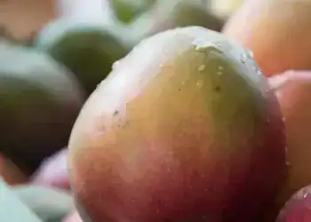 Jugos de uva y fruta natural en cosecha, agricultura ecológica, salud y bienestar, alimentos frescos y saludables, produce variedad de frutas para una dieta nutritiva y equilibrada.